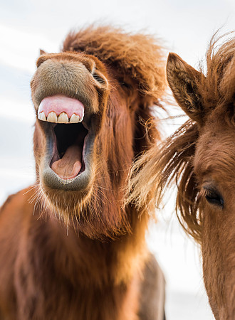 Icelandic Horses