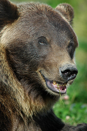 Grizzlybear2