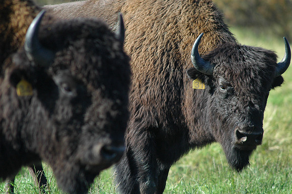 Buffalo (1 of 1)