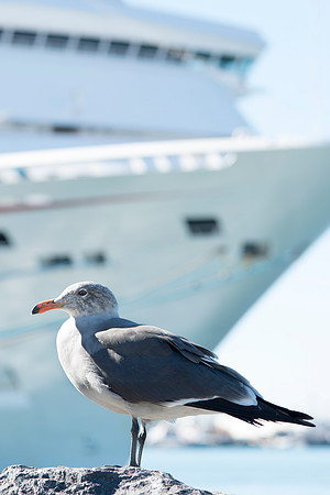Seagull with ship background